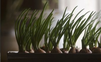 вырастить зеленый лук