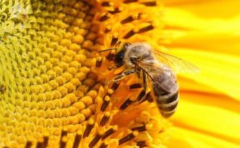 Разведение пчел
