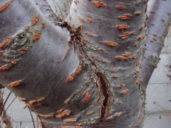 Механические повреждения деревьев